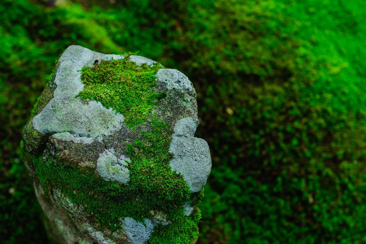 moss  green  natural free photo