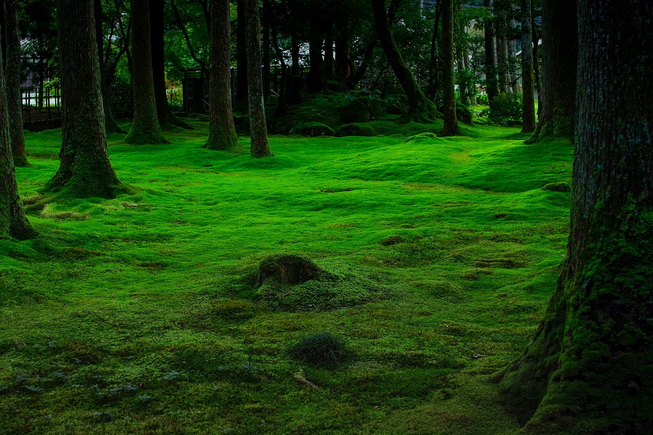 moss  green  natural free photo