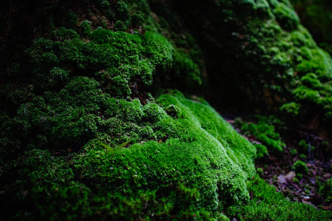 moss  green  natural free photo