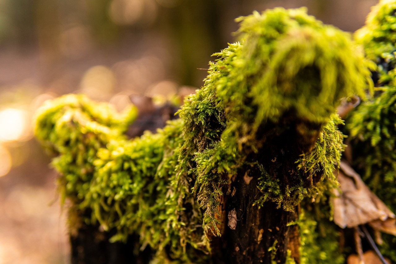 moss  branch  forest free photo