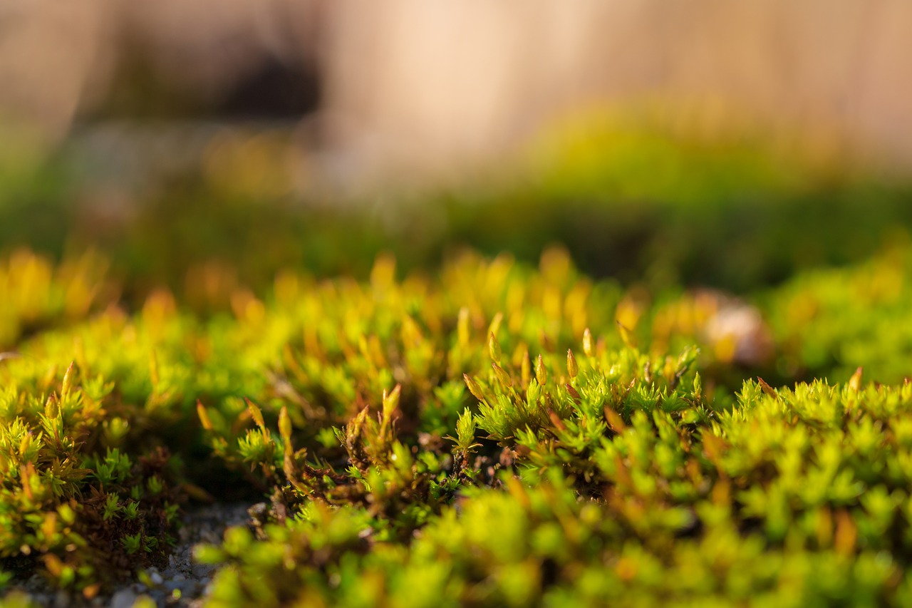 moss  nature  forest floor free photo
