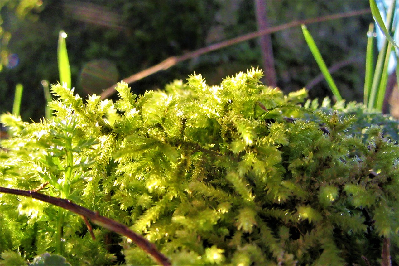 moss  forest  nature free photo