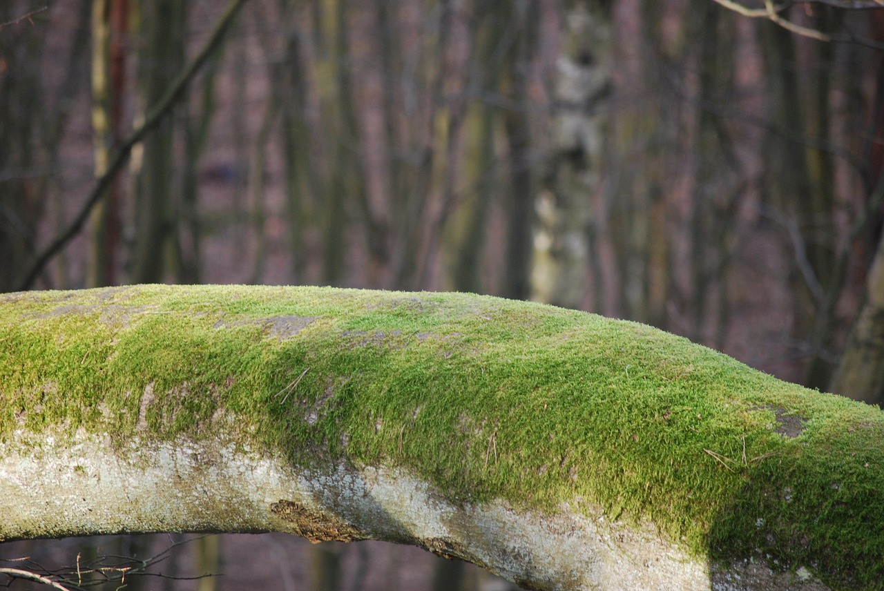 moss  forest  trunk free photo