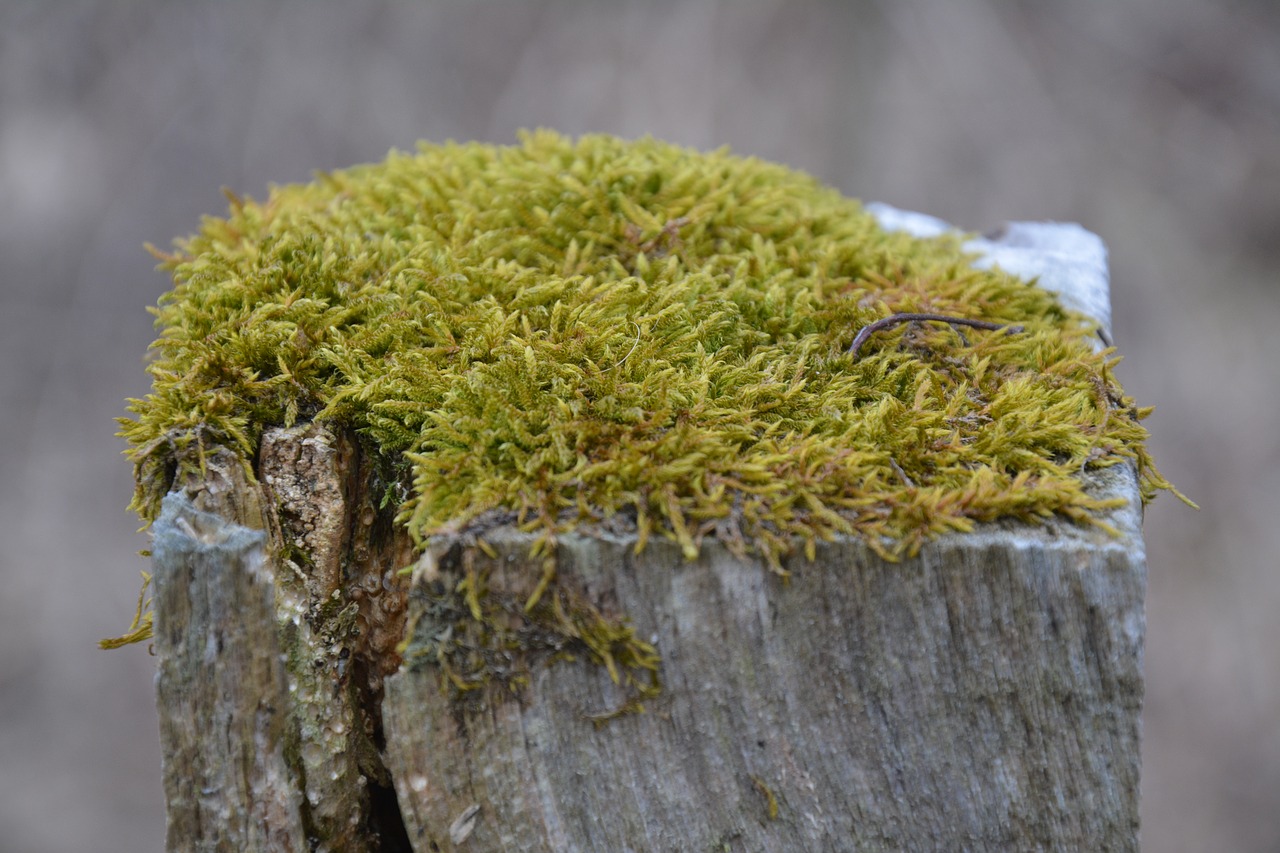 moss  log  nature free photo