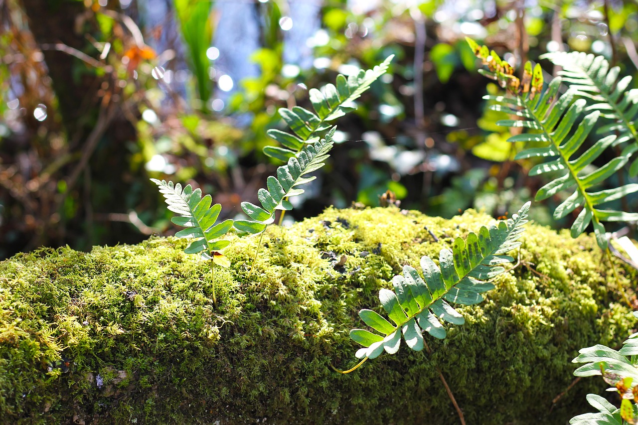 moss  growth  forest free photo