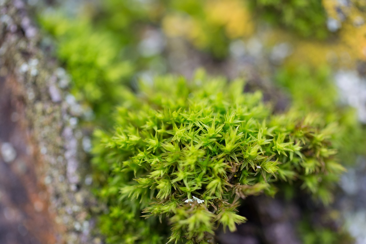 moss  macro  nature free photo