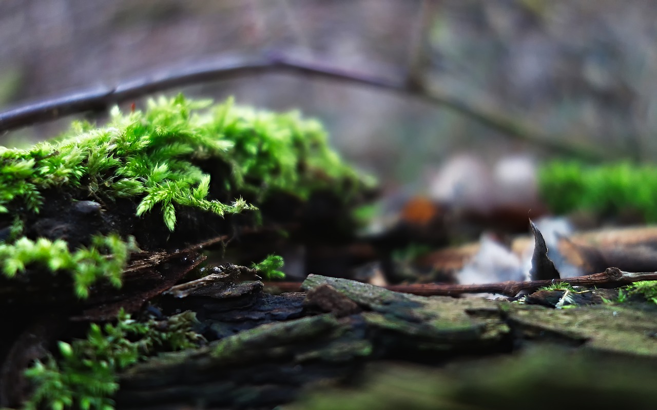 moss  nature  forest free photo