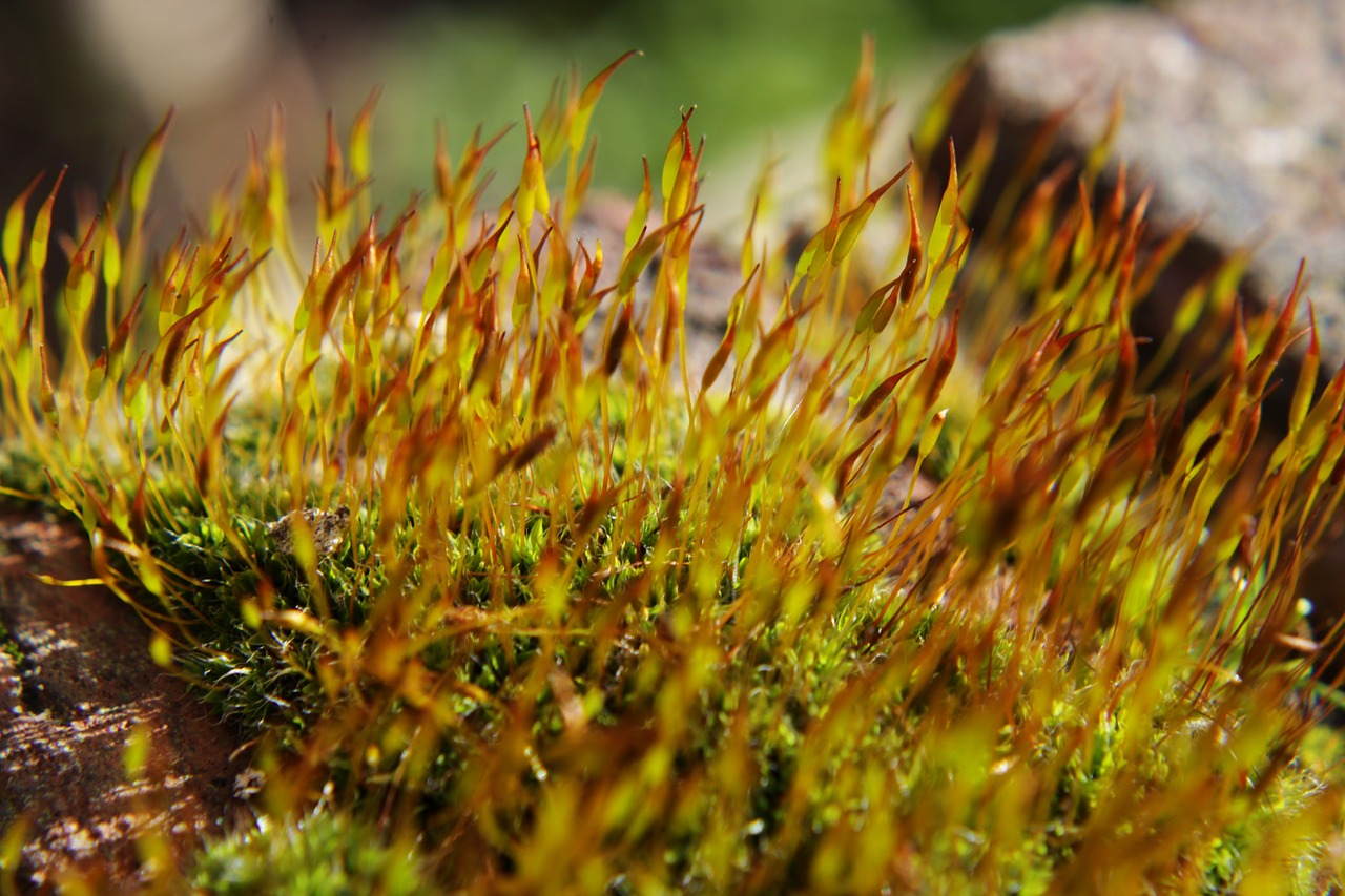 moss  close up  plant free photo