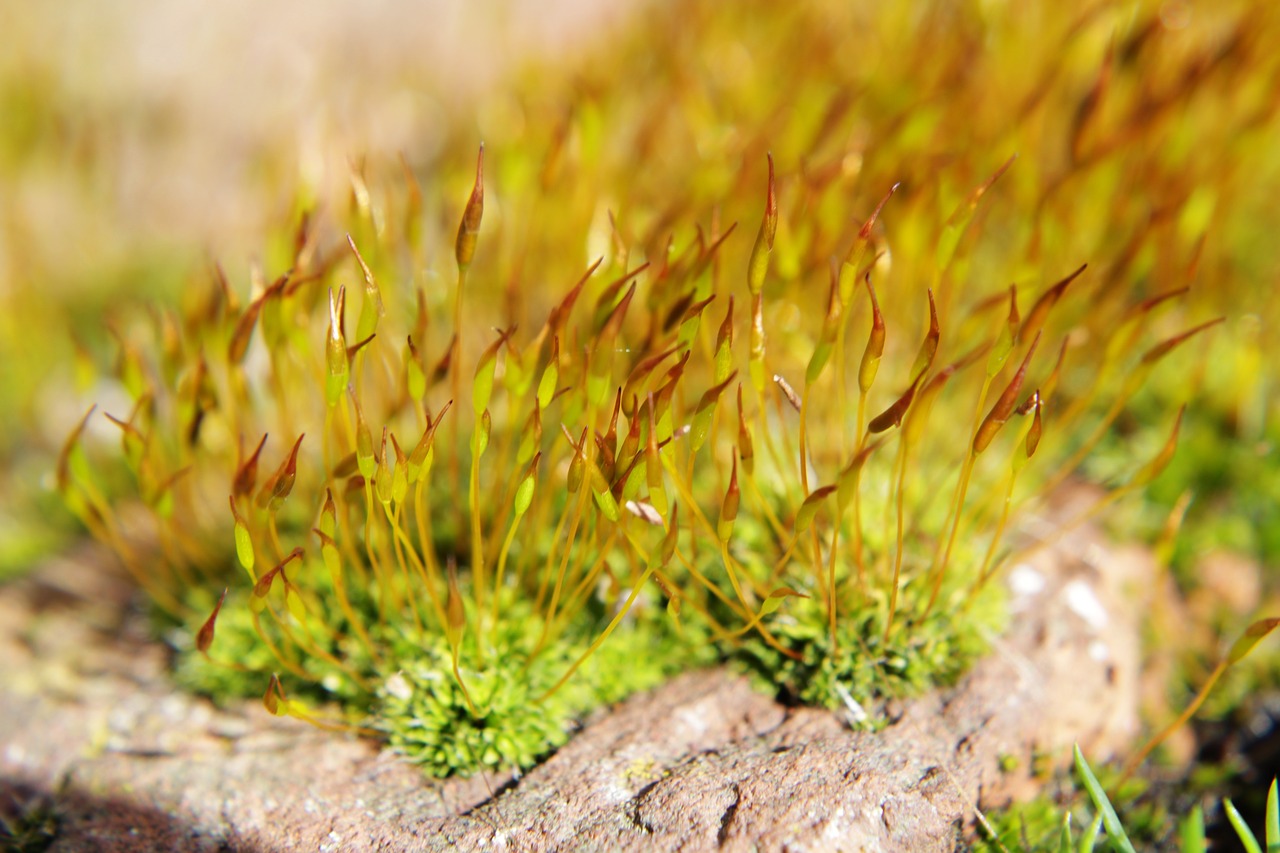 moss  close up  plant free photo