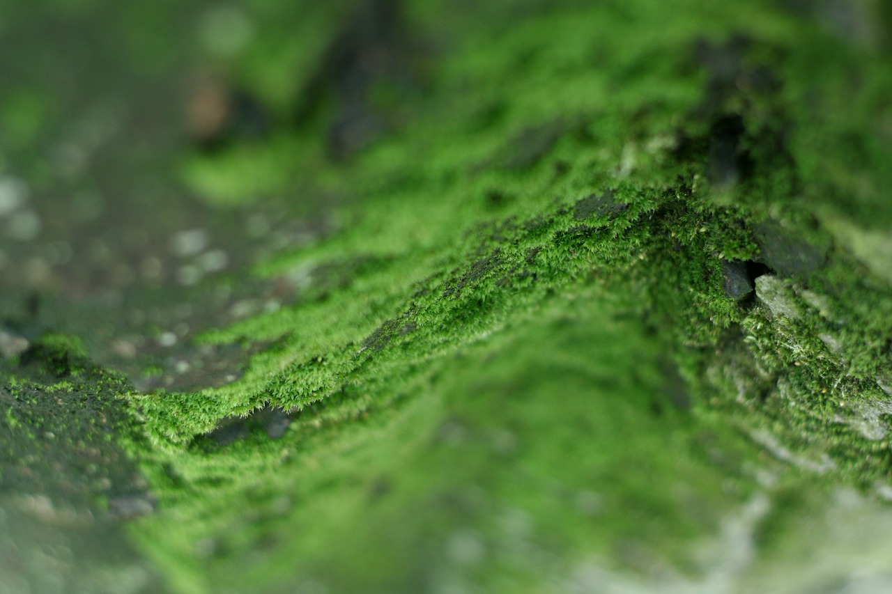 moss green forest floor free photo