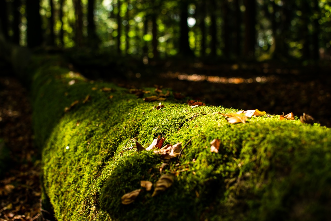 moss  log  forest free photo