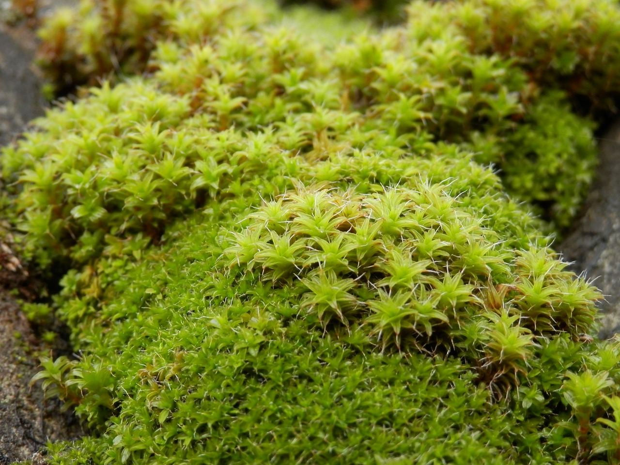 moss  green  undergrowth free photo