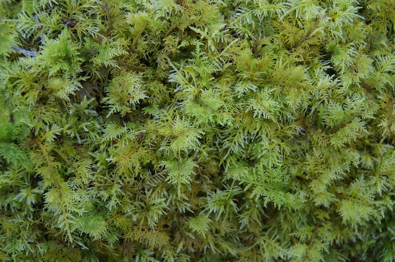 moss  green  texture free photo