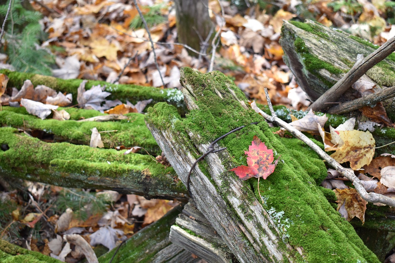 moss  old fence  fall free photo