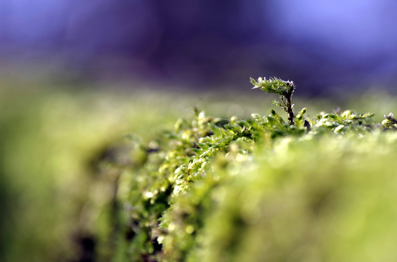 moss  green  forest free photo