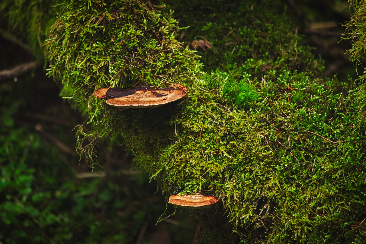moss  forest  mushrooms free photo
