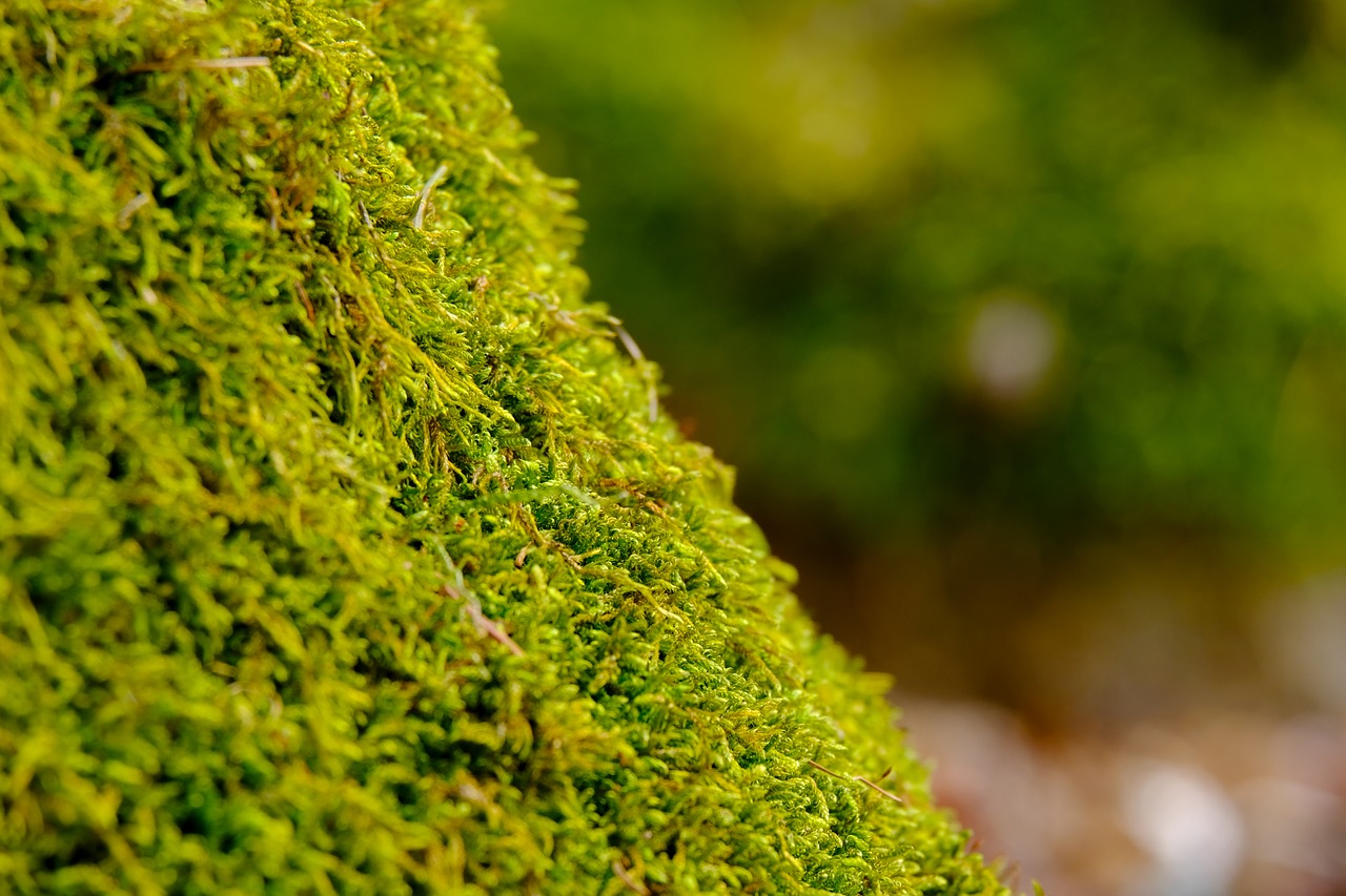 moss  nature  forest free photo