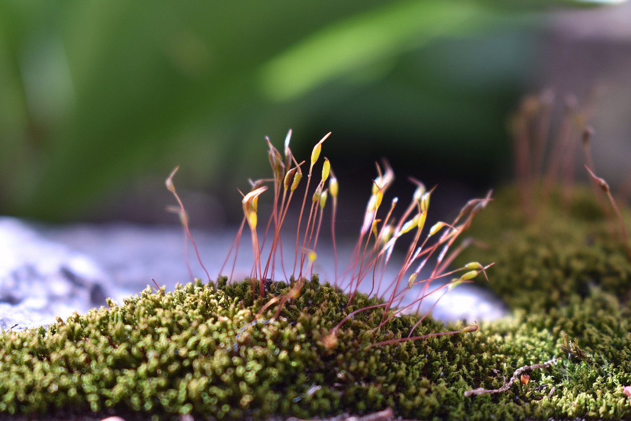 moss  green  nature free photo