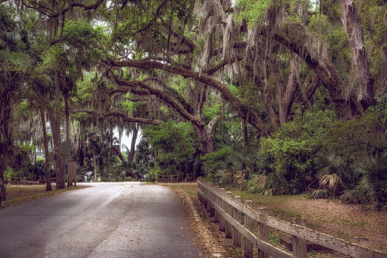 moss  trees  canopy free photo