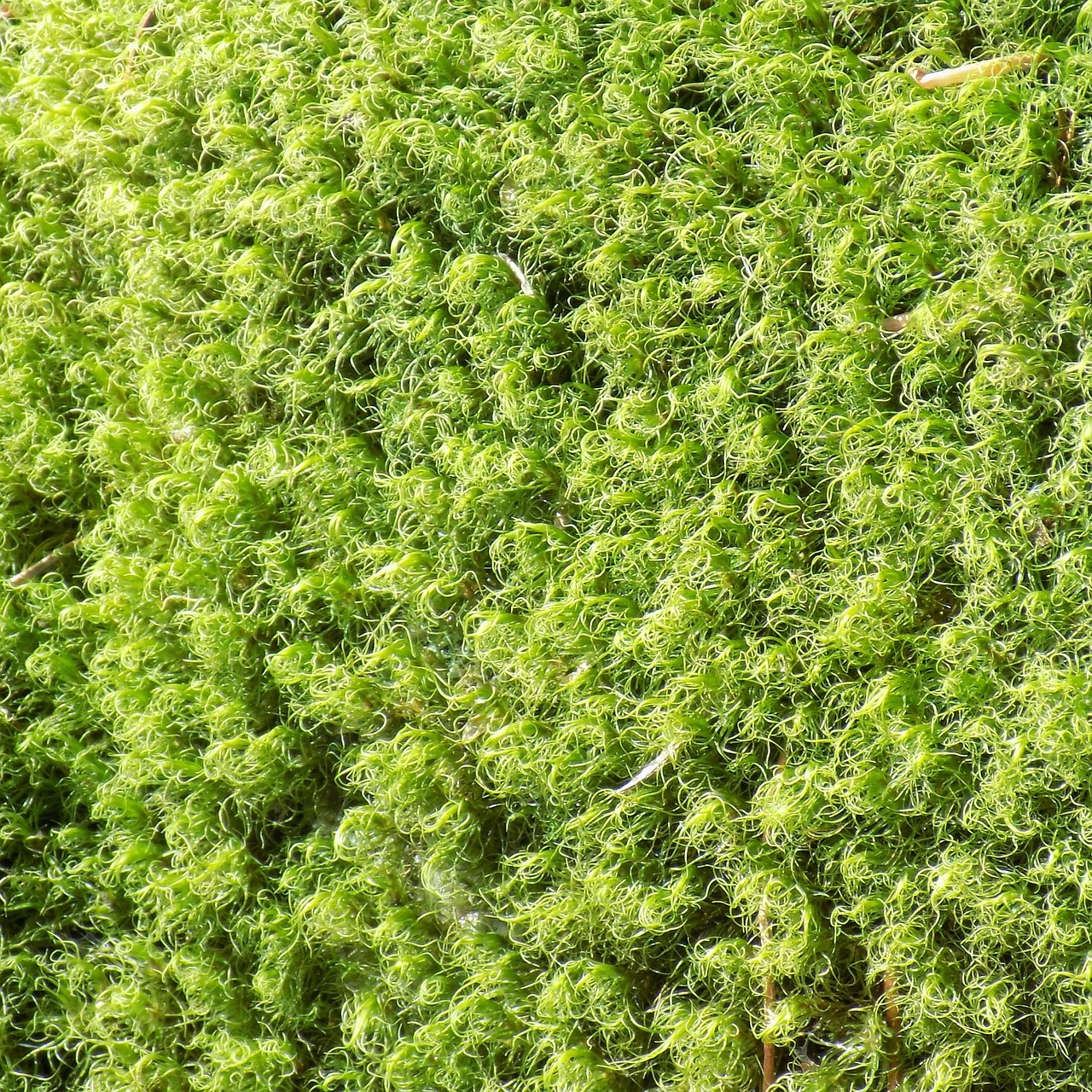 moss  life  green free photo
