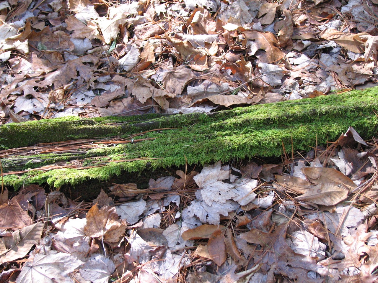 moss tree foliage free photo