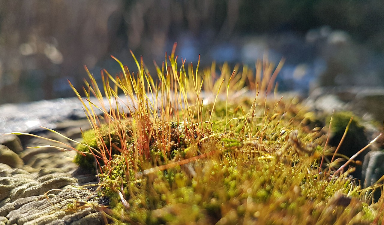 moss  garden  nature free photo