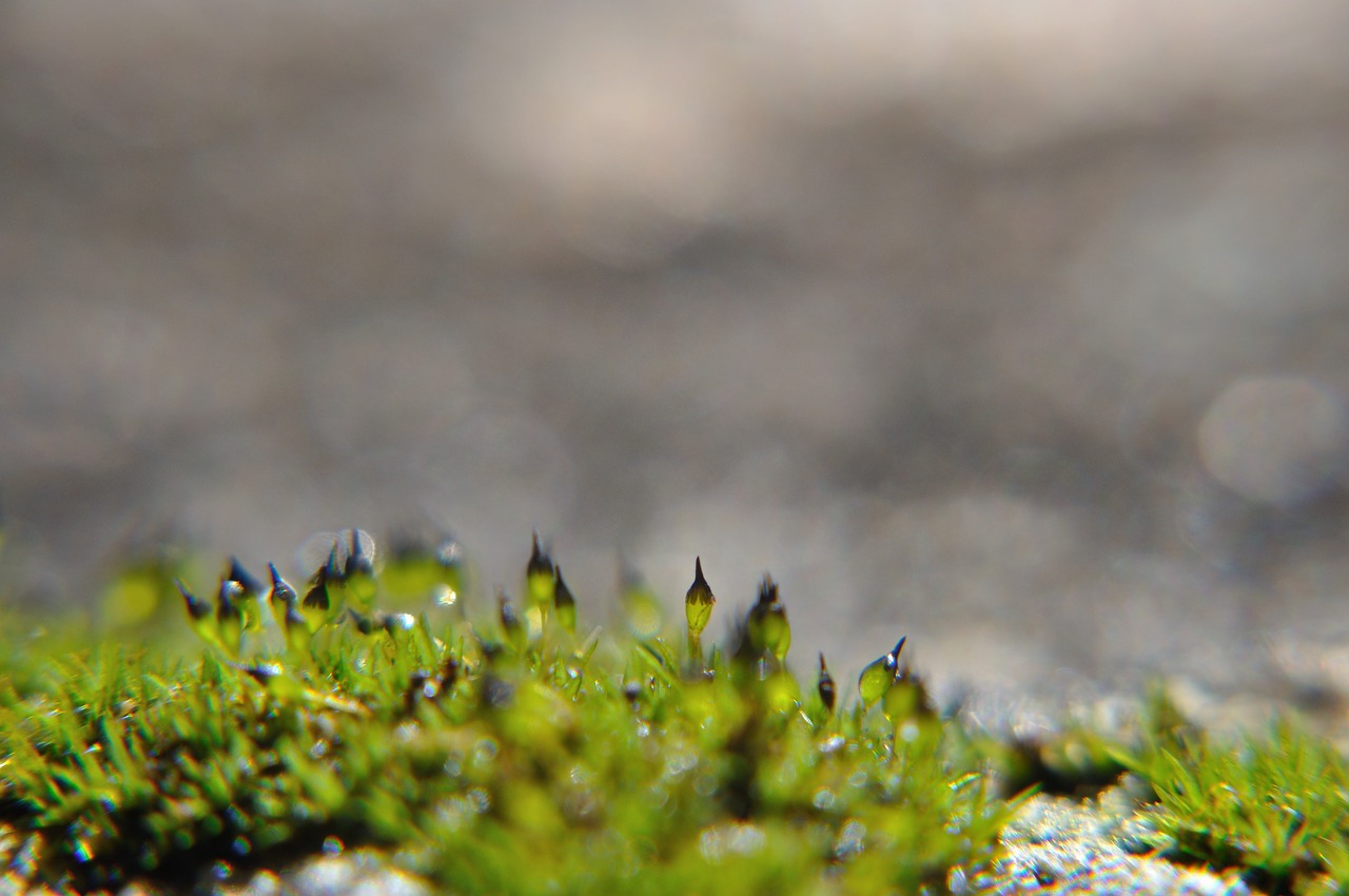 moss  macro  granite free photo