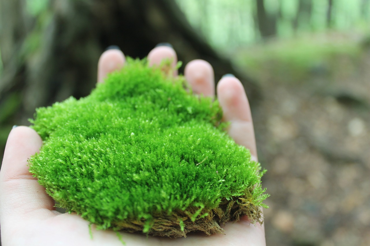 moss nature plant free photo