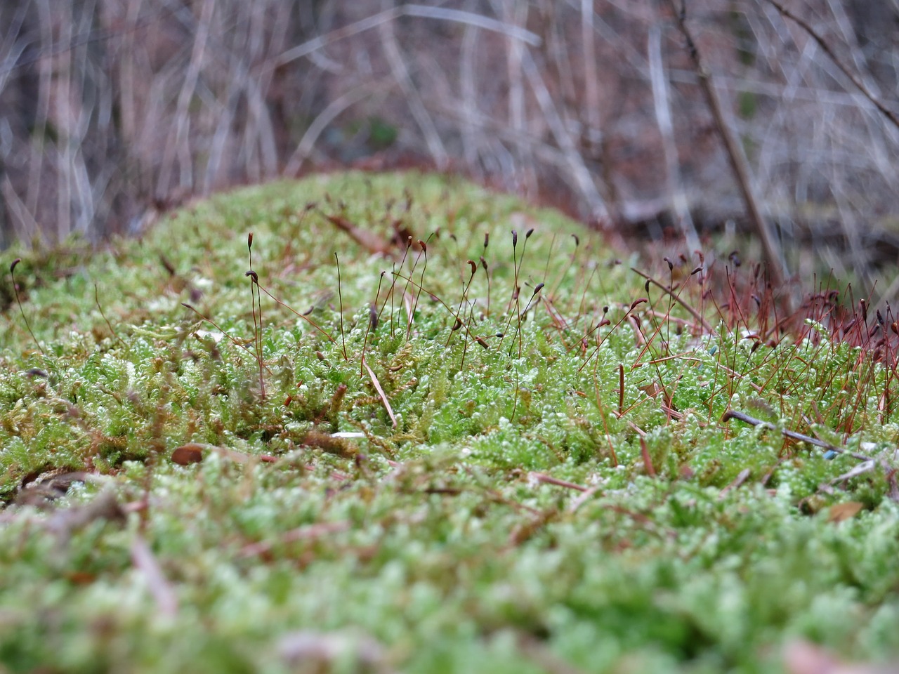 moss macro nature free photo