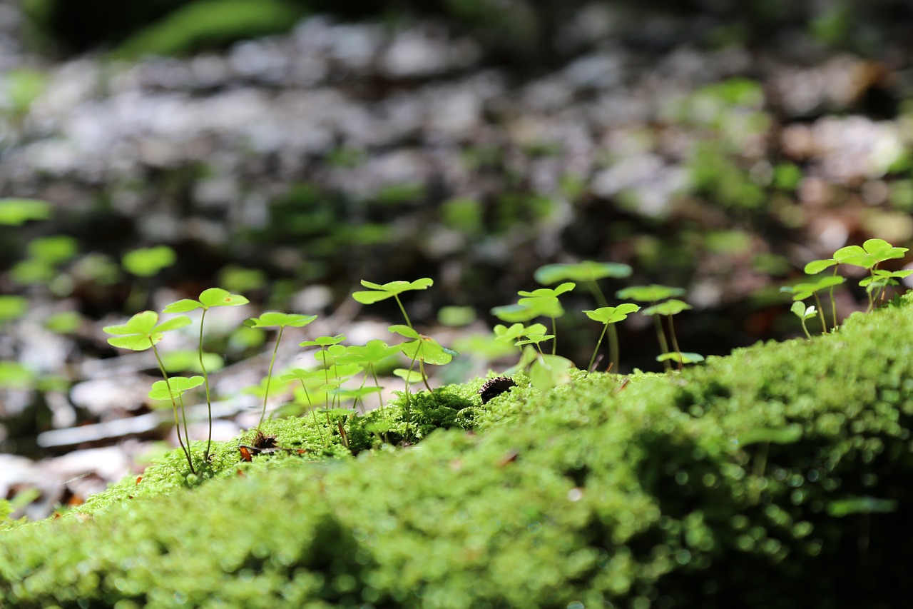 moss  forest floor  green free photo