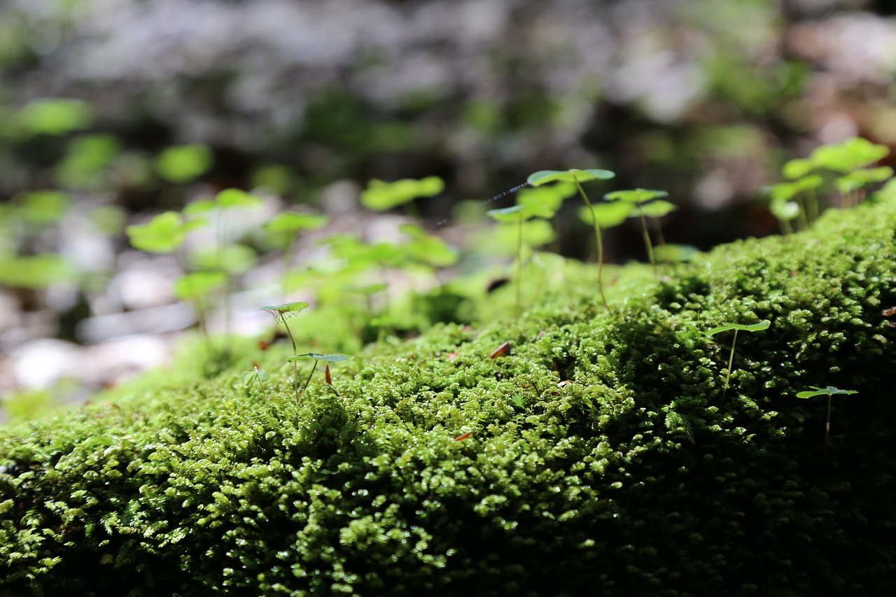 moss  forest floor  green free photo