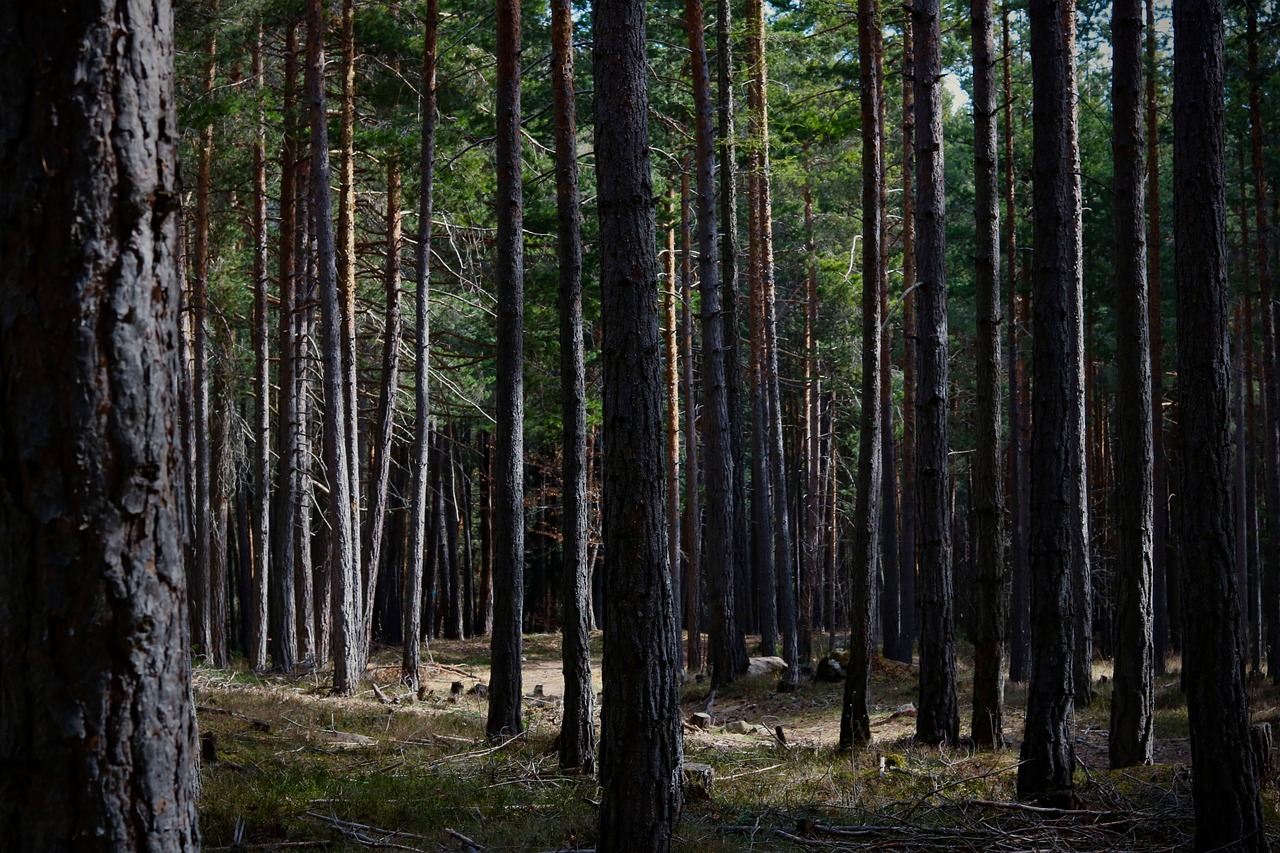 moss  forest  trees free photo