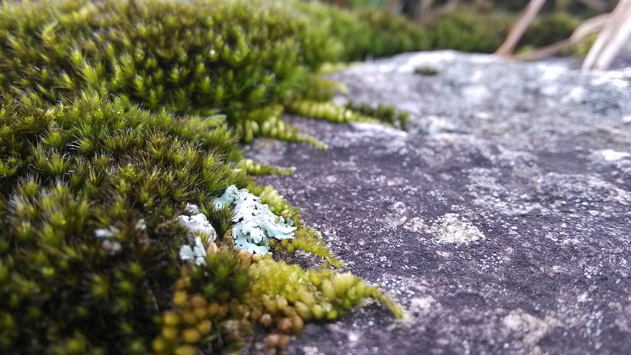 moss lichens rock free photo