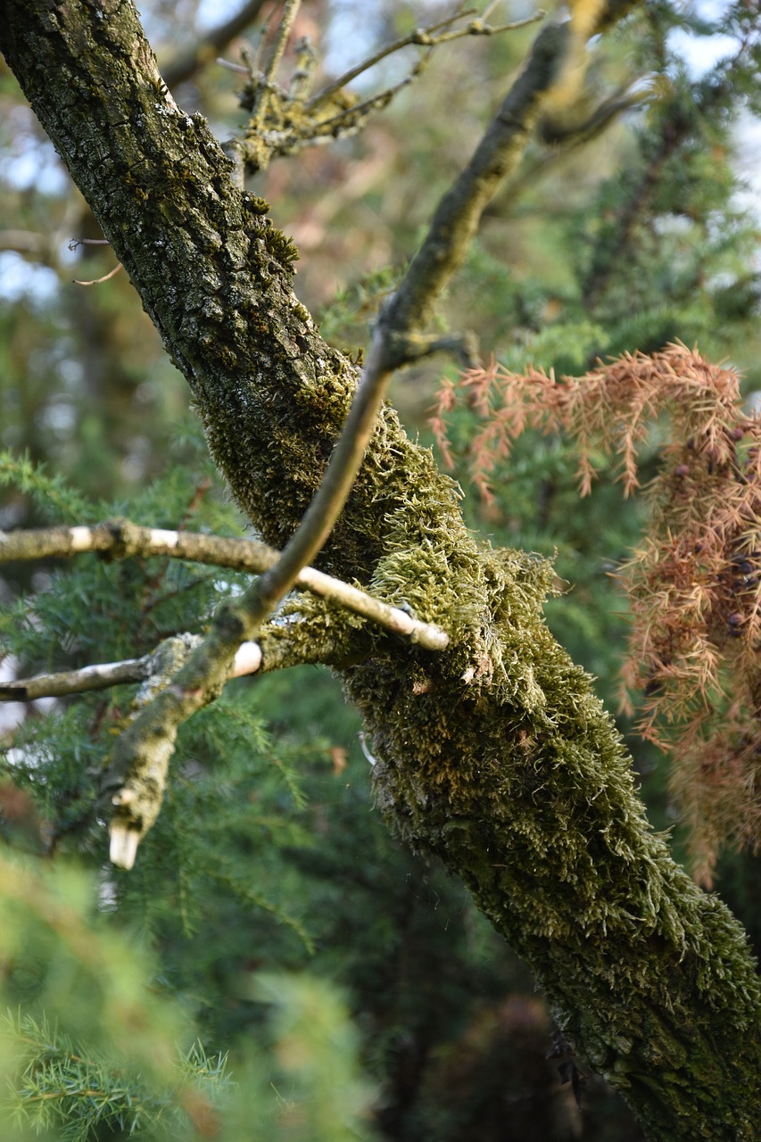 moss  trees  forest free photo