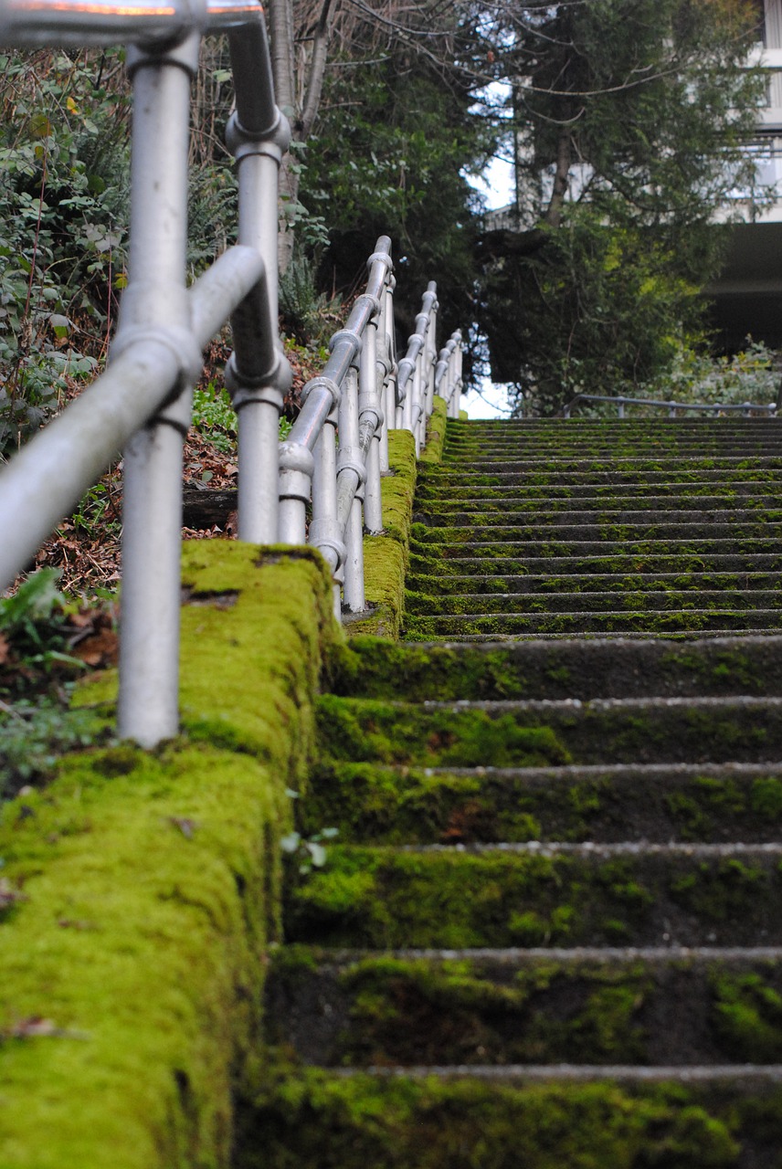 moss  mossy  staircase free photo