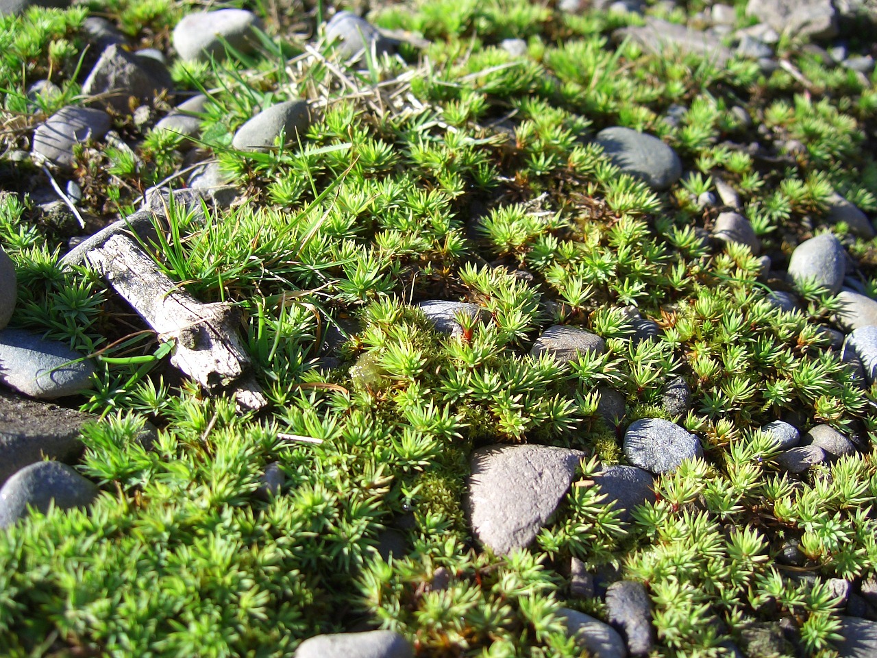 moss ground nature free photo