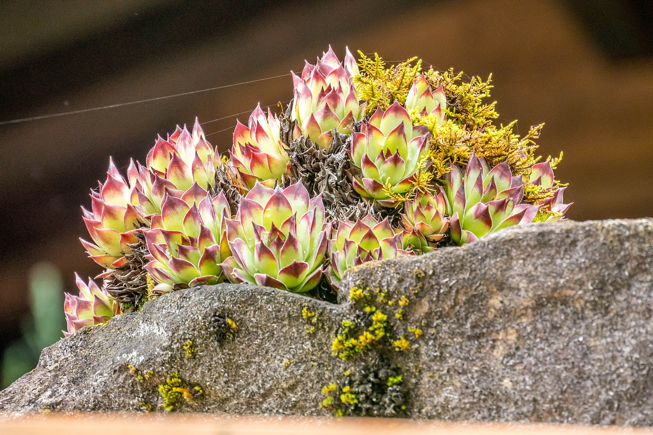 moss  blossom  bloom free photo