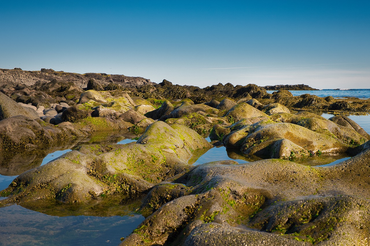 moss  seaweed  water free photo