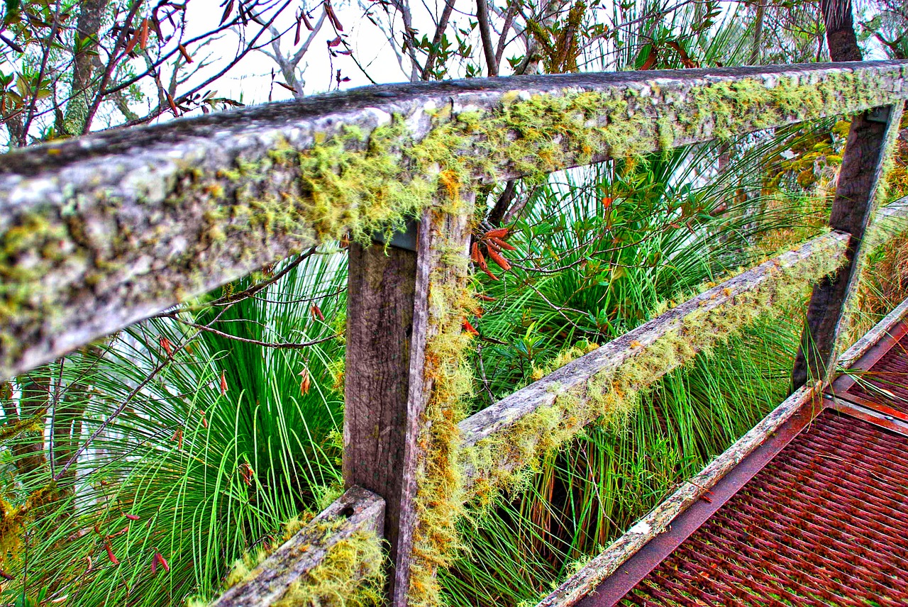moss lichen fence free photo