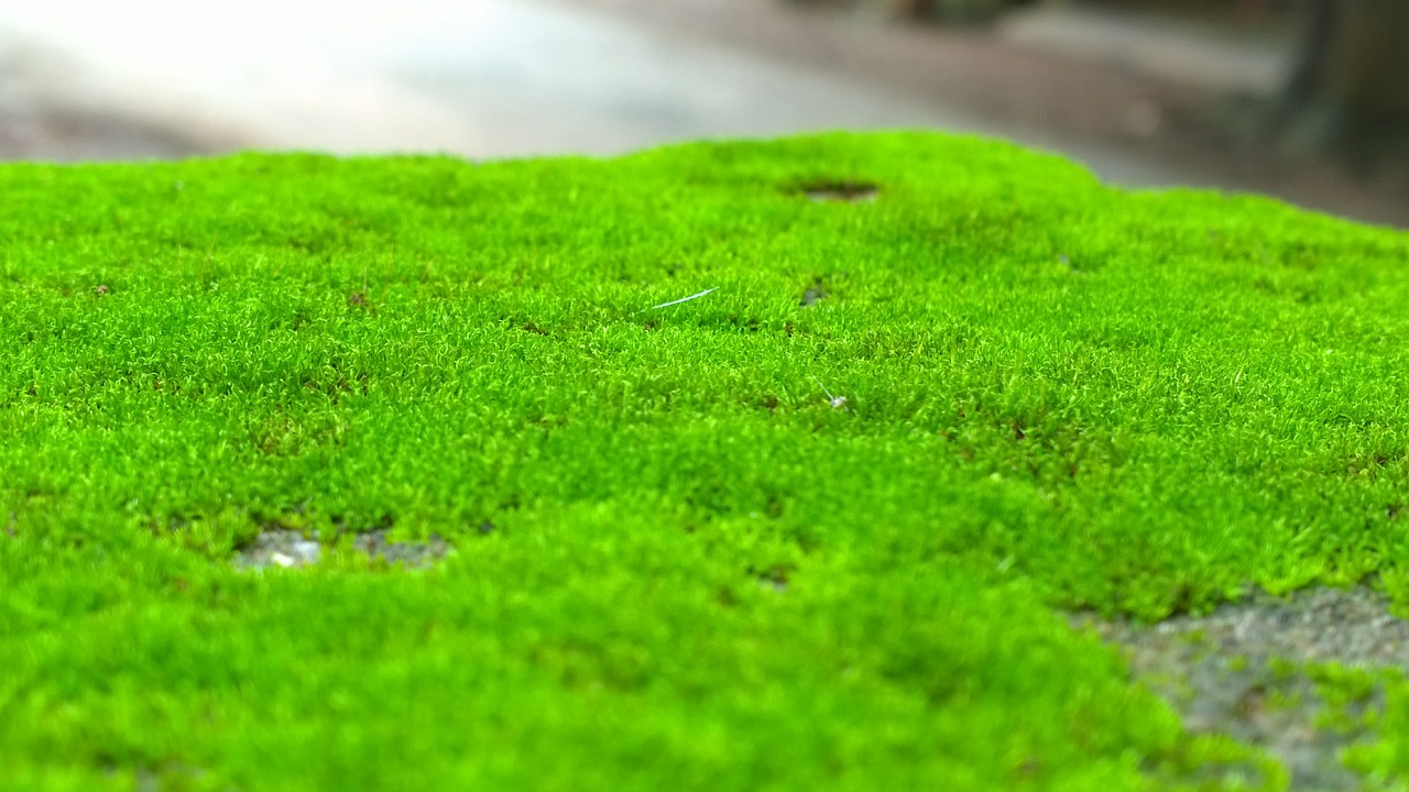 moss greenery natural free photo