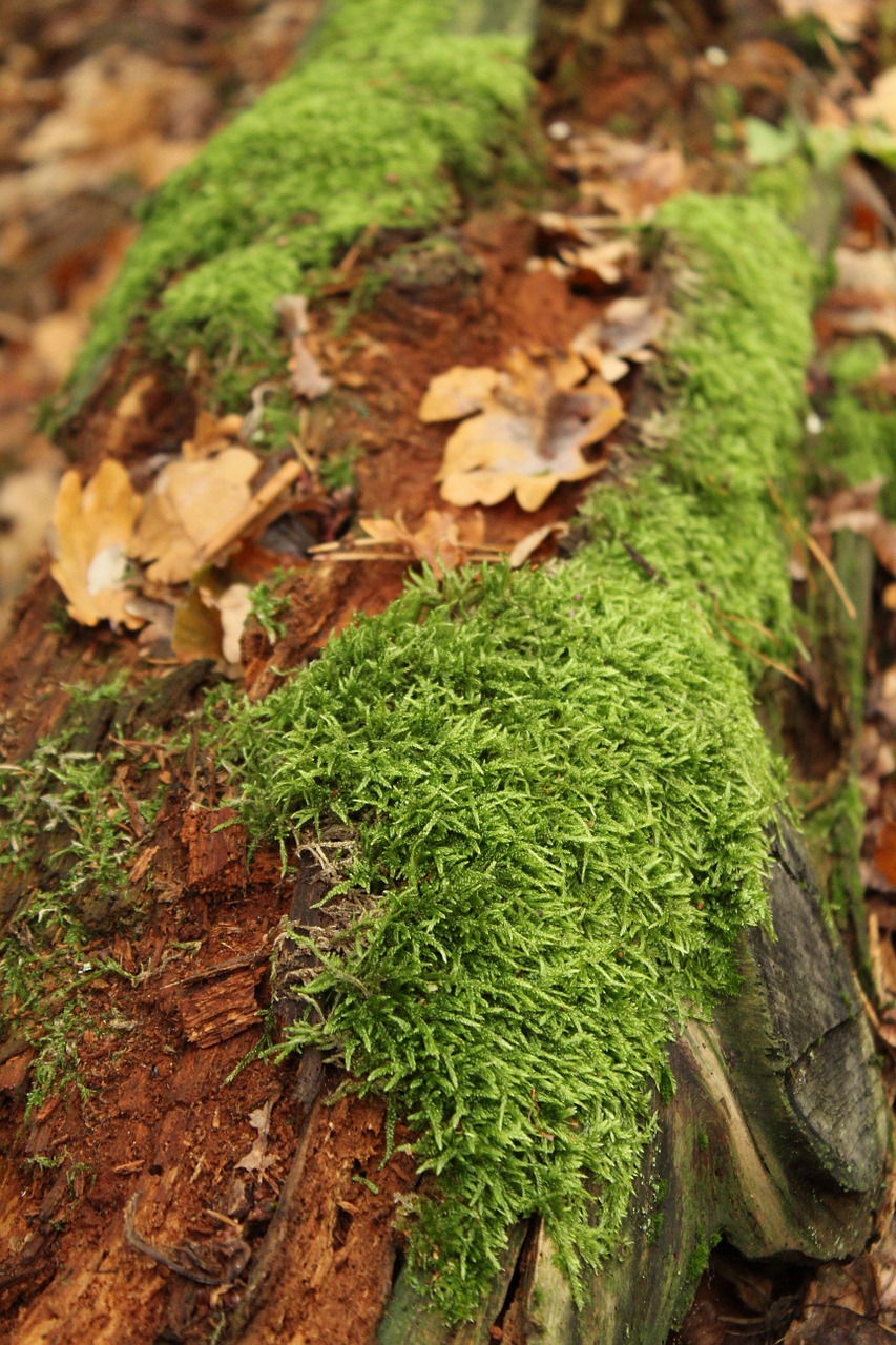 moss log leaves free photo