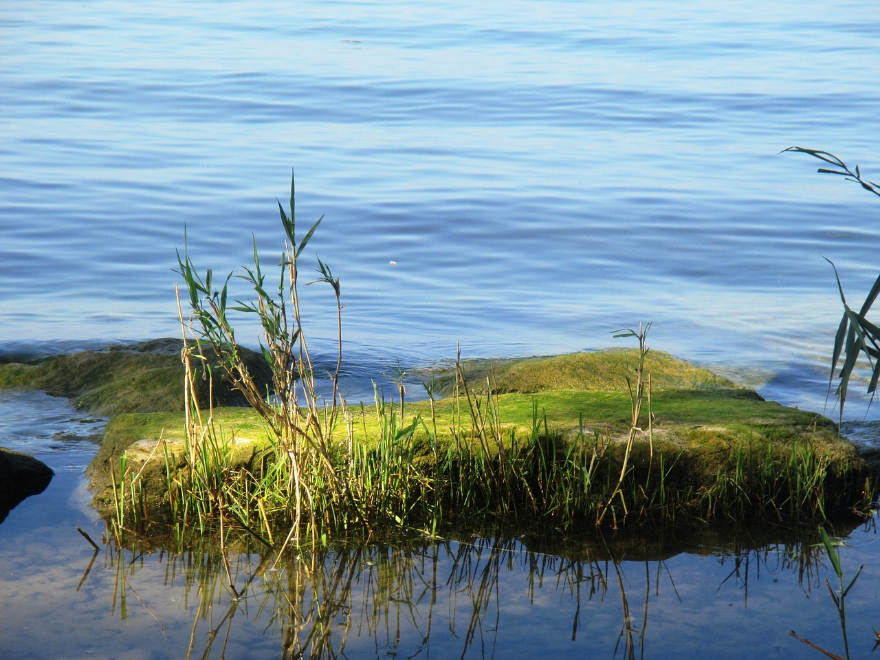 moss lake water free photo