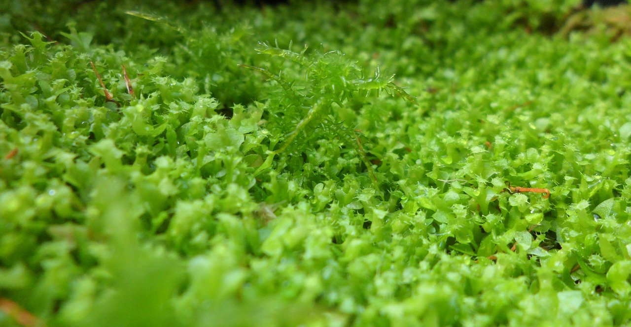 moss green plant free photo