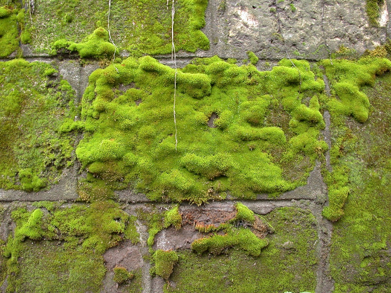 moss wall green free photo