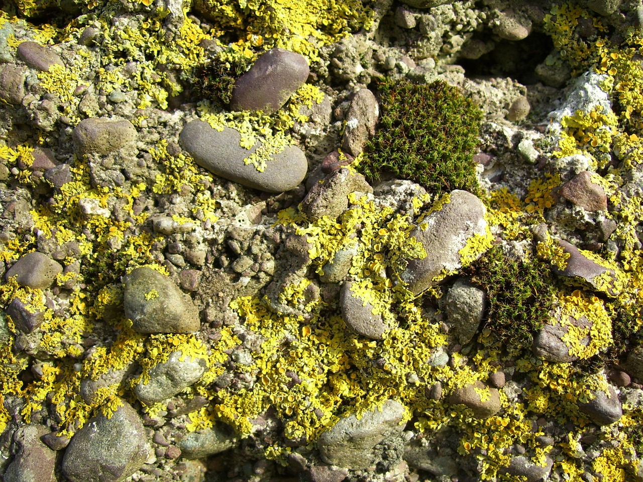 moss mossy rock free photo