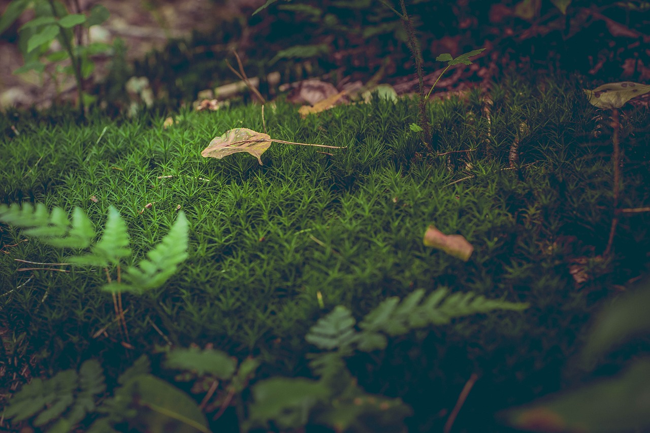 moss forest floor leaves free photo