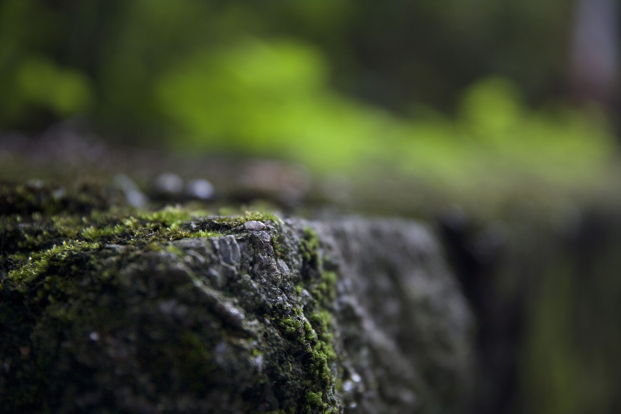 moss stone the scenery free photo