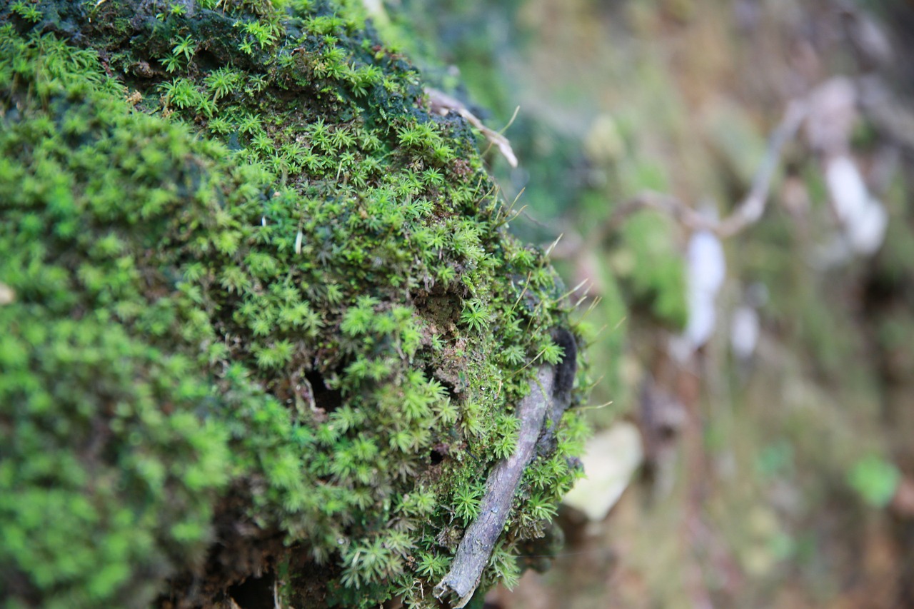 moss stone the scenery free photo