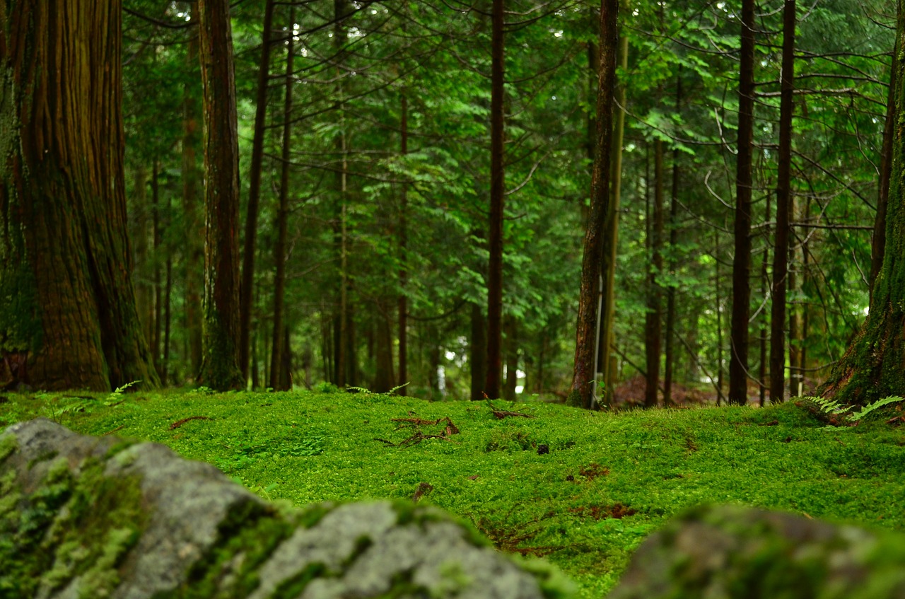 moss natural sunlight free photo