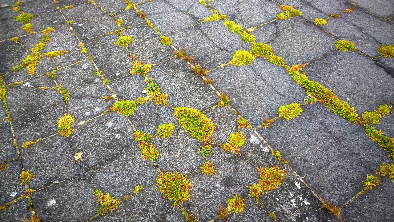 moss stone slabs weed free photo